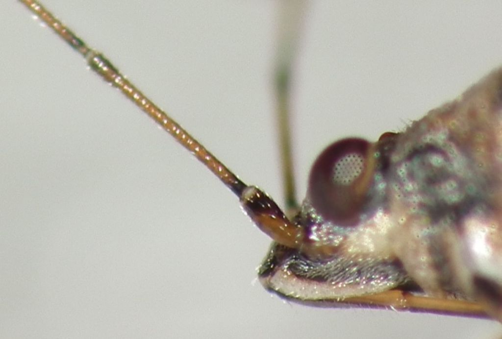 Nysius graminicola?  S !